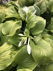 Hosta plantaginea