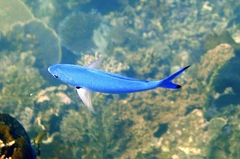 Caesio lunaris