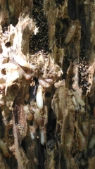 Reticulitermes lucifugus