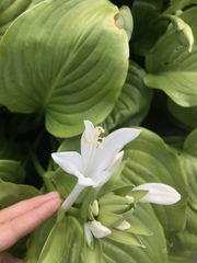 Hosta plantaginea