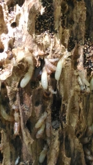 Reticulitermes lucifugus