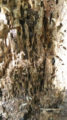 Reticulitermes lucifugus