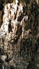 Reticulitermes lucifugus