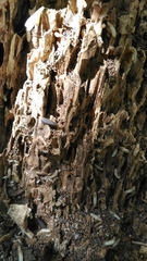 Reticulitermes lucifugus