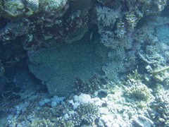 Mycedium elephantotus