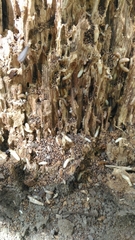 Reticulitermes lucifugus