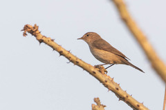 Passeriformes