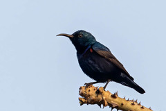Cinnyris asiaticus