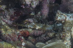 Halicampus macrorhynchus