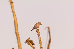 Passeriformes
