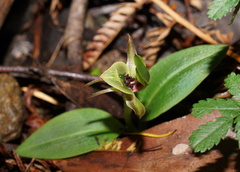 Chiloglottis jeanesii