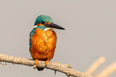 Alcedo atthis