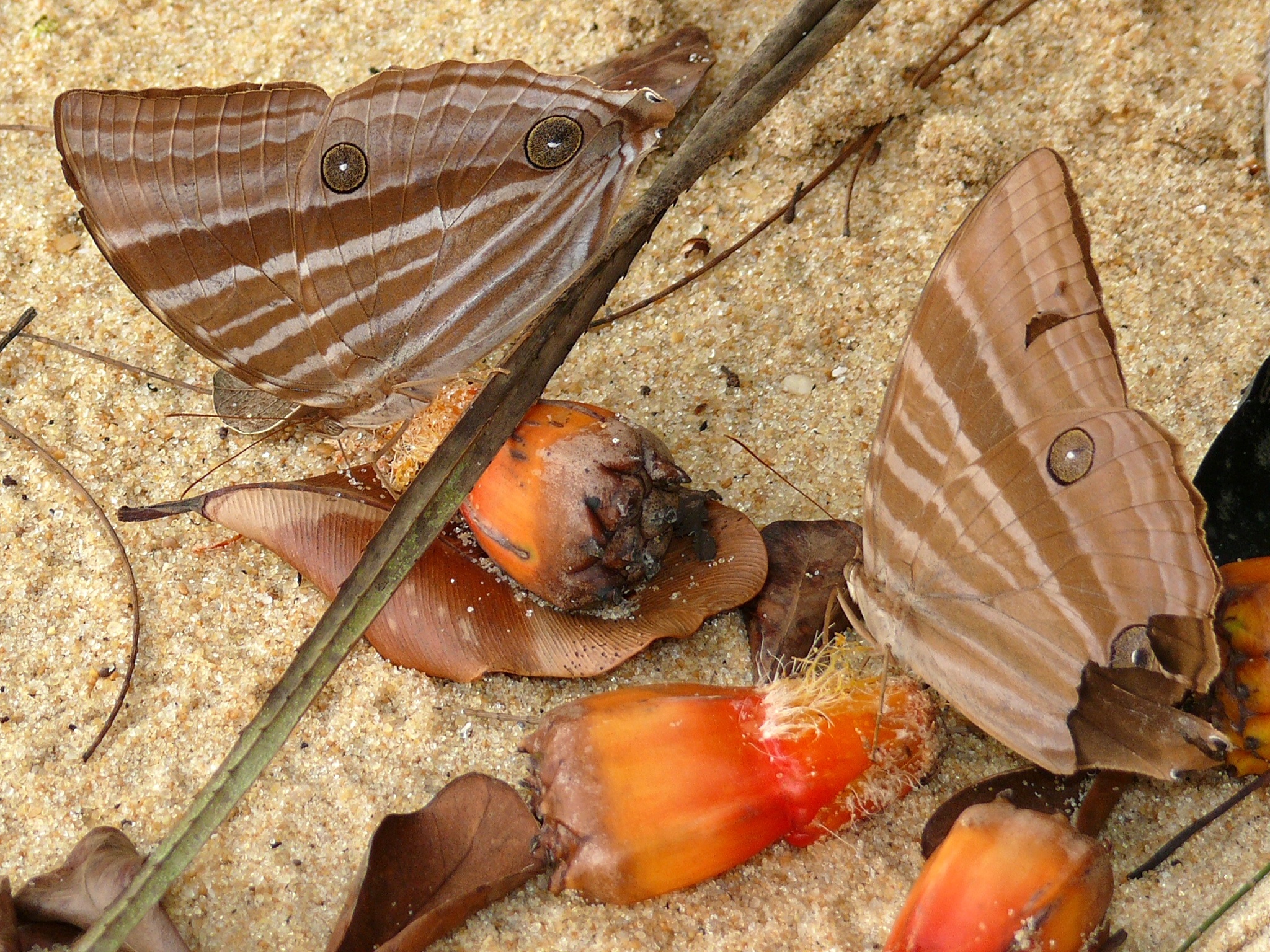 コスタリカ産 蝶の標本 Amathusia phidippus Amathusia phidippus - Wikiwand