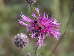 Zygaena minos