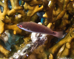 Cirrhilabrus punctatus