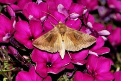 Autographa bractea