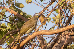 Pycnonotus luteolus