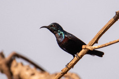 Cinnyris asiaticus