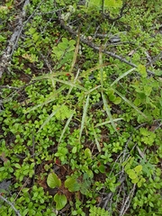 Vicia venosa