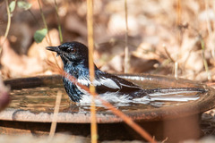 Copsychus saularis