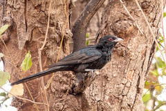 Eudynamys scolopaceus
