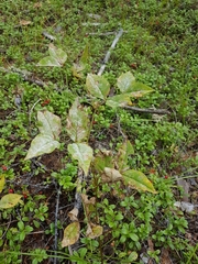 Vicia venosa baicalensis