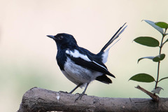 Copsychus saularis