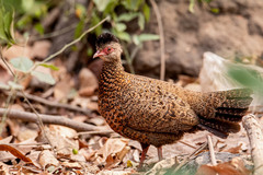 Galloperdix spadicea