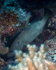 Anyperodon leucogrammicus