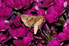 Autographa bractea