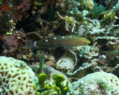 Koumansetta rainfordi