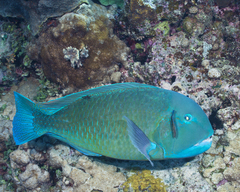 Choerodon schoenleinii