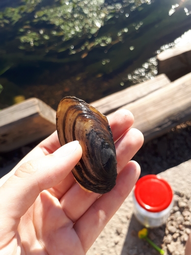 Compressed River-mussel