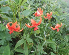 Lilium medeoloides