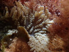 Heteractis