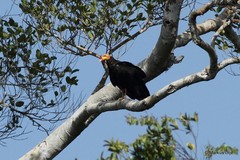 Cathartes melambrotus