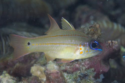 Cheek-spot cardinalfish (Ostorhinchus chrysopomus) — Apogonidae