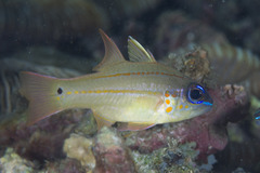 Spotgill Cardinalfish photo 2