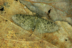 Eupithecia tripunctaria