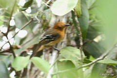 Thamnophilus amazonicus