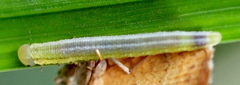Tenthredopsis friesei