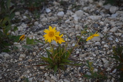 Arnica angustifolia