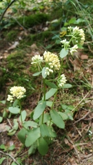 Hylotelephium maximum