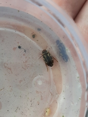 Platambus maculatus