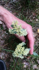 Hylotelephium maximum