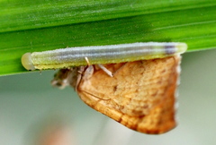 Tenthredopsis friesei