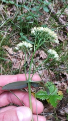 Hylotelephium maximum