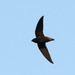Short-tailed Swift - Photo (c) markus lilje, some rights reserved (CC BY-NC-ND), uploaded by markus lilje