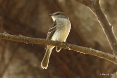 Cnemotriccus fuscatus