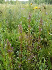Gentianella amarella acuta